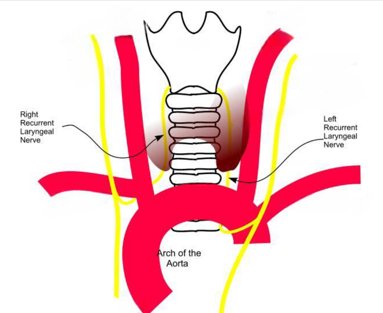 Recurrent laryngeal nerve anatomy near the aortic arch